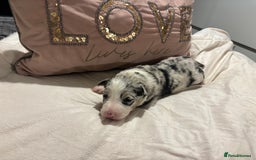 Border Collie dogs for sale: Border collie puppy’s ready to reserve  - Image 36