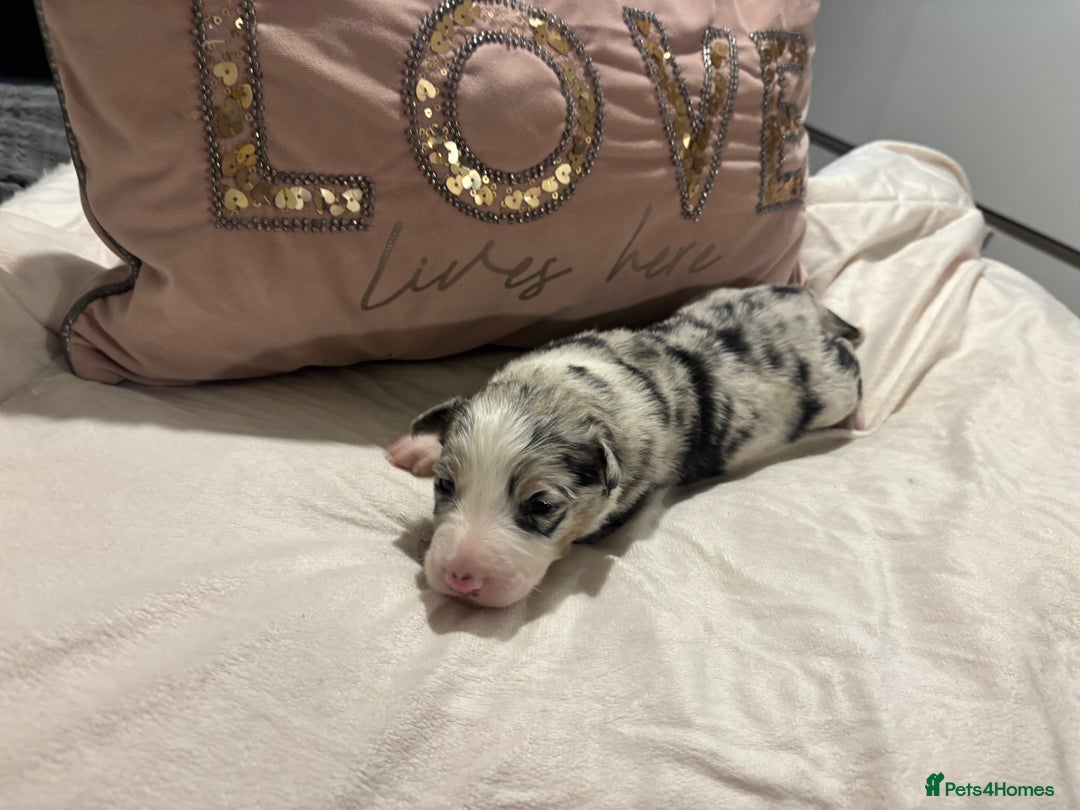 Border Collie dogs for sale: Border collie puppy’s ready to reserve  - Image 36