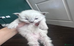 Siberian cats for sale: Full Siberian Litter. Quick sales before holiday - Image 17