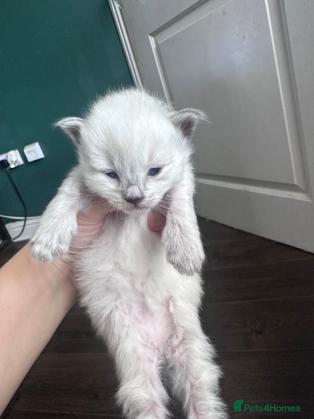 Siberian cats for sale: Full Siberian Litter. Quick sales before holiday - Image 17