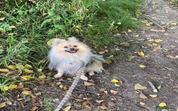 Pomeranian dogs for stud: Pomeranian Stud  - Image 3