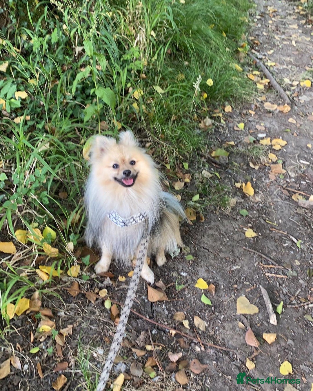 Pomeranian dogs for stud: Pomeranian Stud  - Image 3