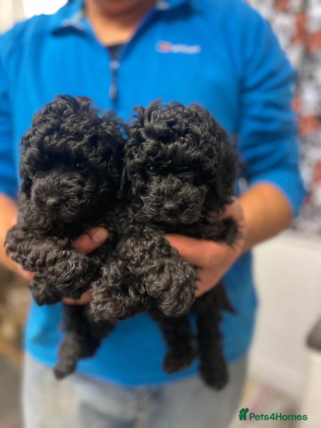 Toy Poodle dogs for sale: PEDIGREE TOY POODLES PRA CLEAR  - Advert 15