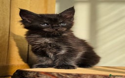 Maine Coon cats for sale: Beautiful pure bread Maine Coon kittens - Image 32