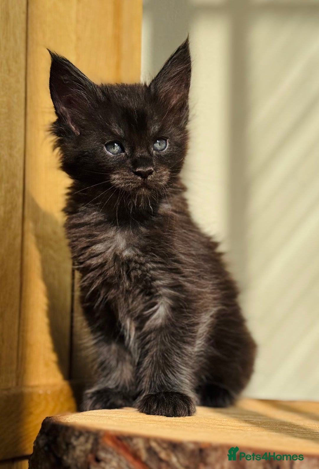 Maine Coon cats for sale: Beautiful pure bread Maine Coon kittens - Image 32