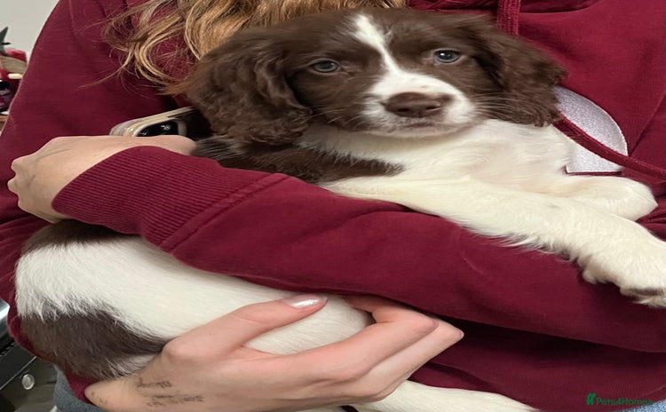 Sprocker dogs Lovely Sprocker puppy for sale - Advert 1