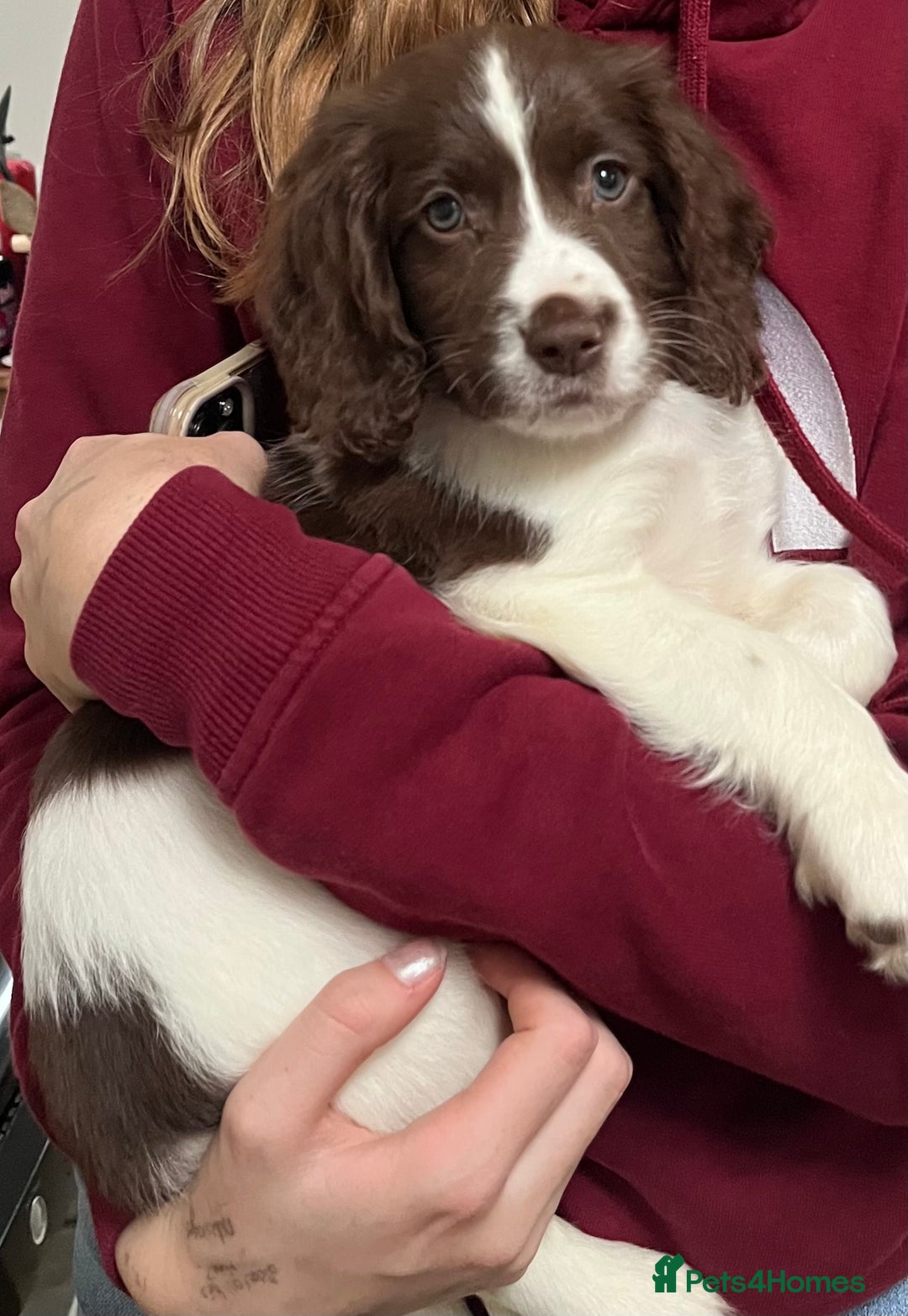 Sprocker dogs for sale: Lovely Sprocker puppy for sale - Advert 1