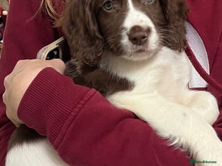 Sprocker dogs Lovely Sprocker puppy for sale - Advert 1