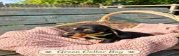 Miniature Dachshund dogs for sale: Miniature Dachshund Boys and Girl - Advert 8