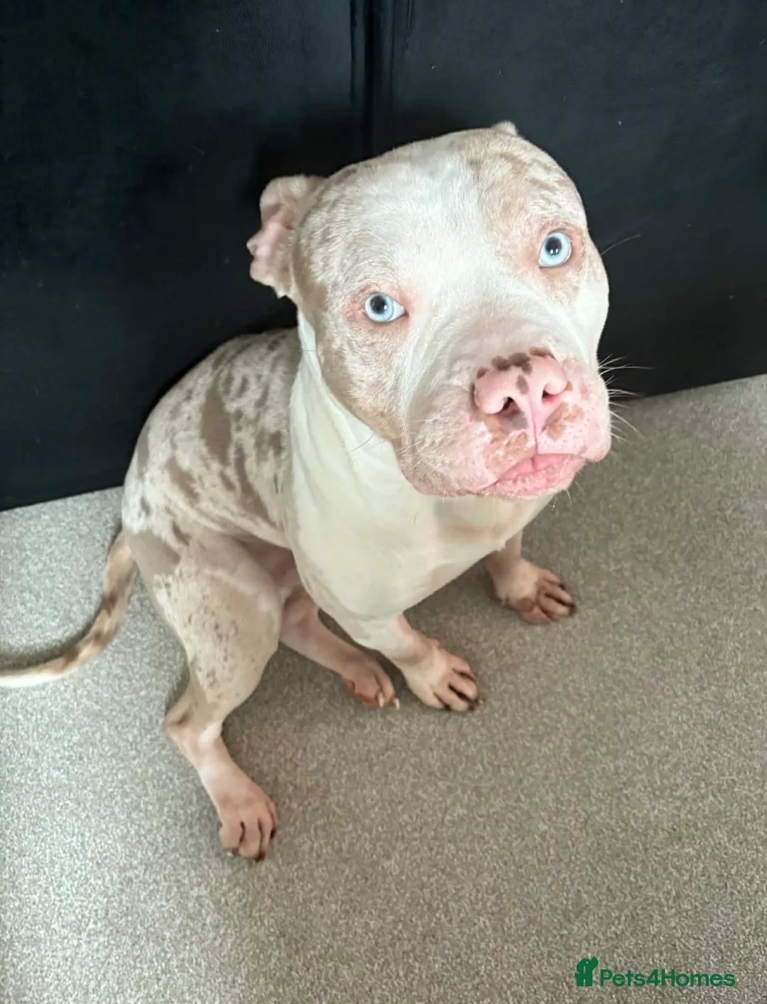 American Bully dogs for sale: Pedigree pocket bully champagne mearl - Advert 4