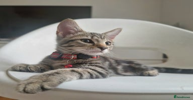 Mixed Breed cats - Advert 13