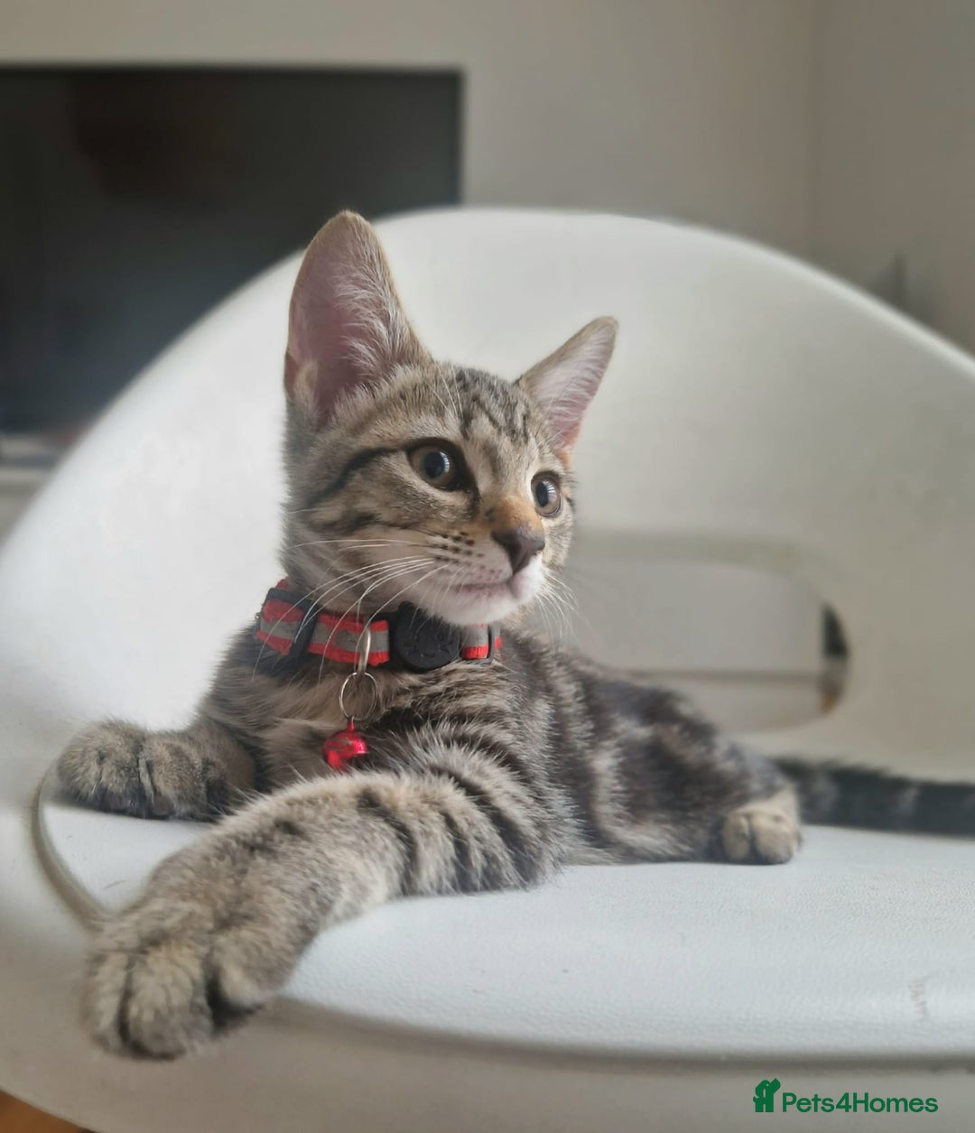 Mixed Breed cats for sale: Adorable kittens in London(SE18)😻💓😻 - Image 3