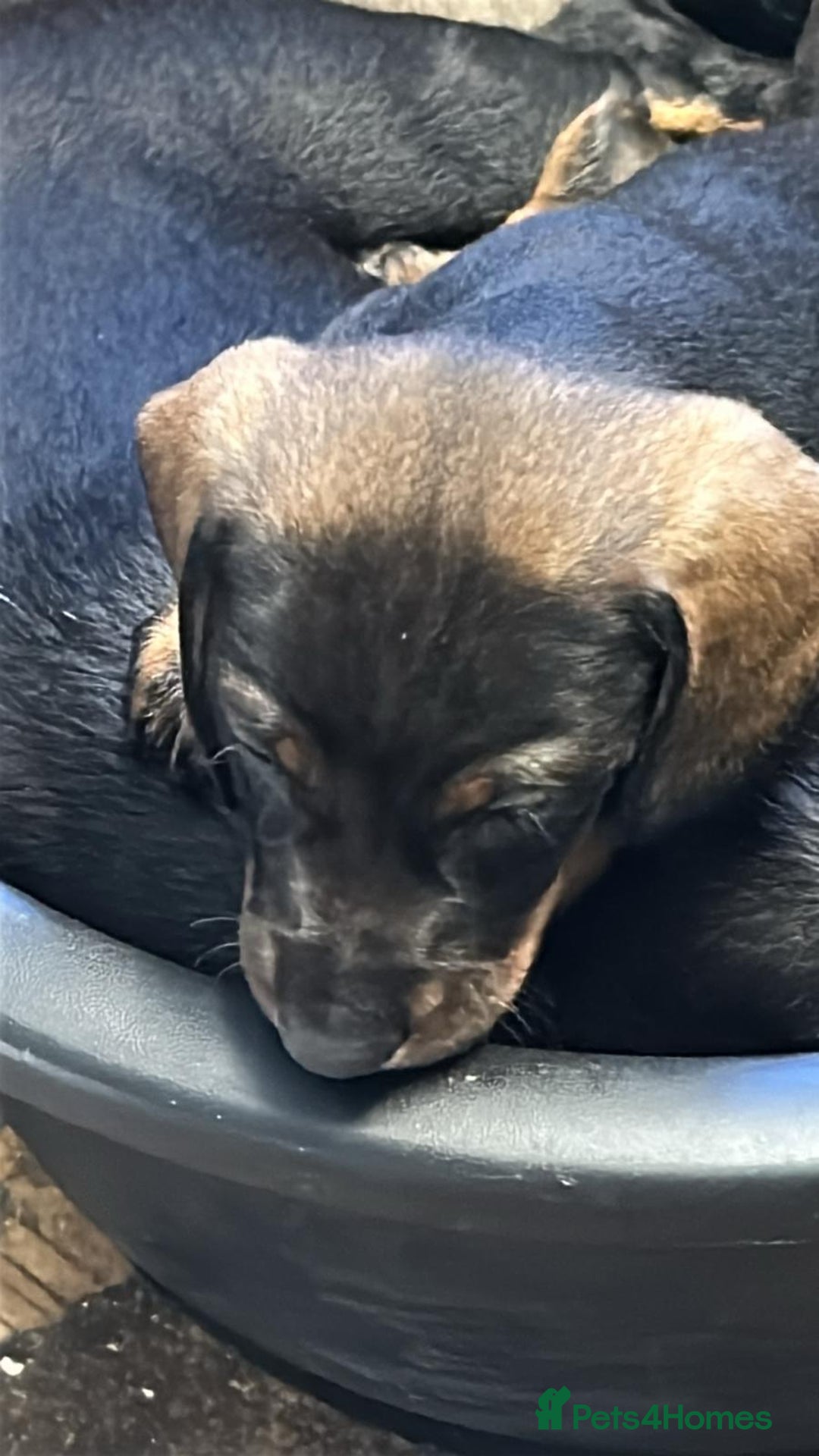 Dachshund dogs for sale: Dachshund  - Image 2