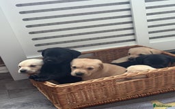 Labrador Retriever dogs for sale:  labrador retriever pups - Image 9