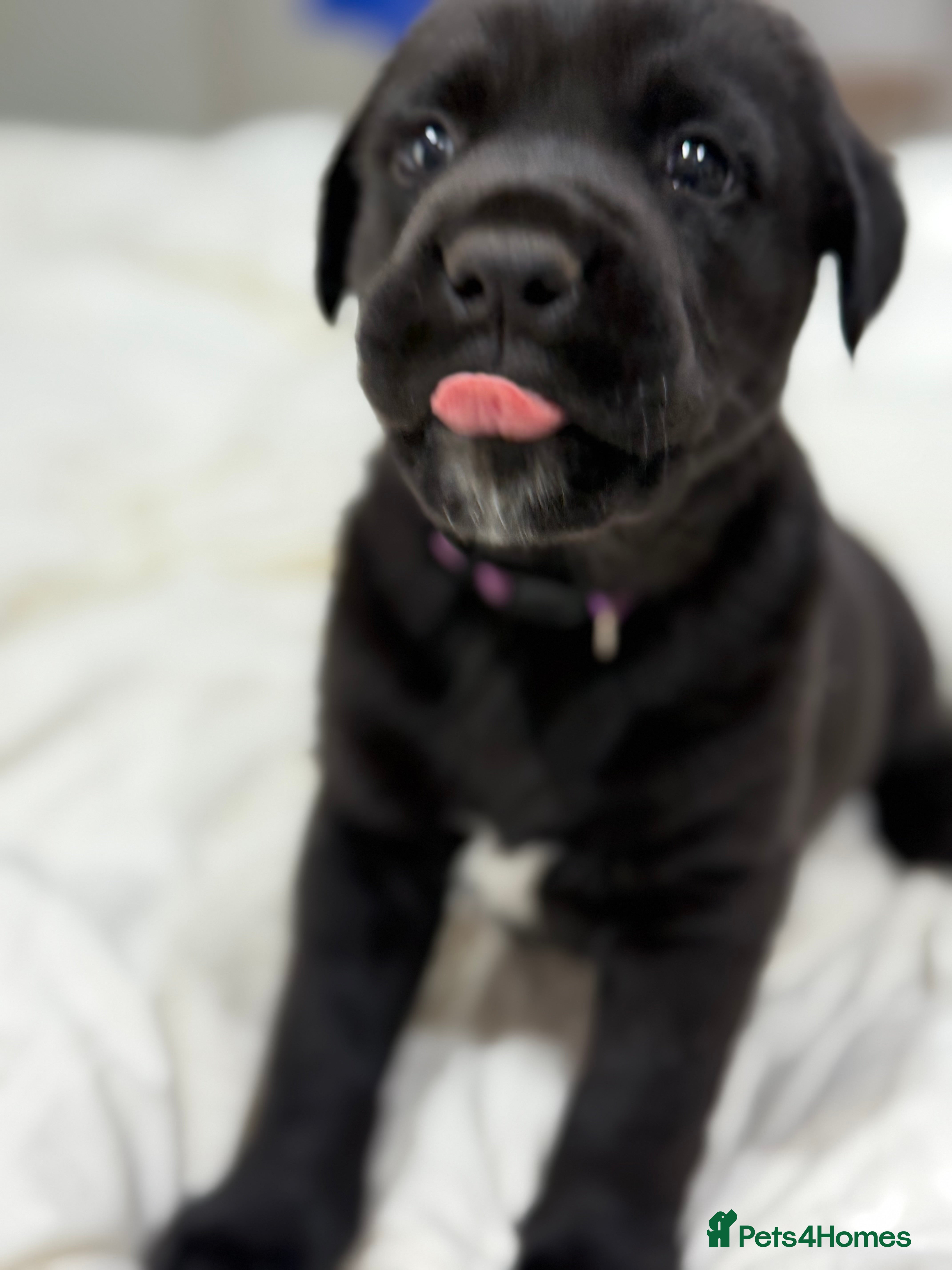 Mixed Breed dogs Beautiful friendly cane Corso crosses  - Advert 4