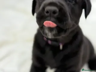 Mixed Breed dogs Beautiful friendly cane Corso crosses - Advert 3