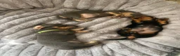 Dachshund dogs for sale: Lilac and tan dachshund puppies Black and Tan  in Canterbury - Advert 14