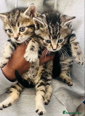 Mixed Breed cats Super gorgeous Ragdoll x Bengal kittens ready now - Advert 11