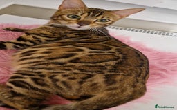 Bengal cats for sale: Beautiful lady ❤️  - Image 13