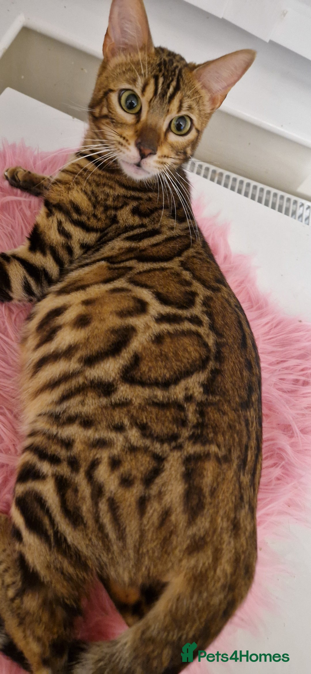 Bengal cats for sale: Beautiful lady ❤️  - Image 13