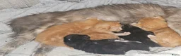 Mixed Breed cats for sale: Beautiful kittens ( ginger girls)  - Advert 2