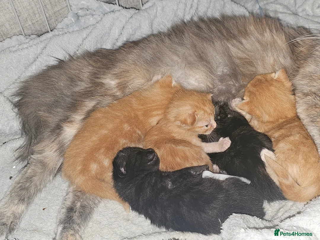 Mixed Breed cats for sale: Beautiful kittens ( ginger girls)  - Advert 2