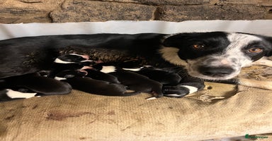 Border Collie dogs - Advert 4