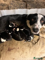 Border Collie dogs - Advert 12