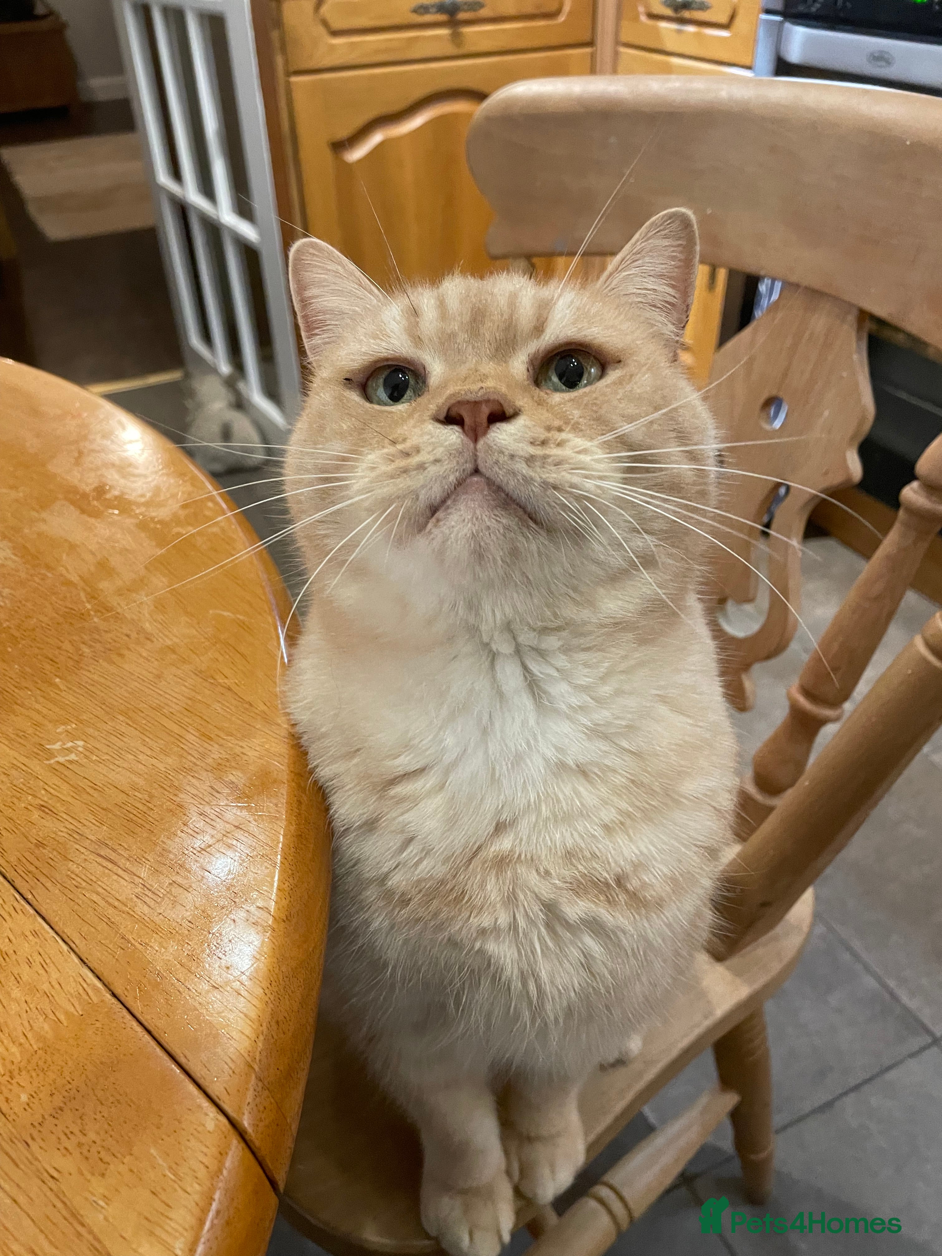 Simba 