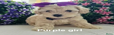 Maltipoo Puppy 5 reserved 
