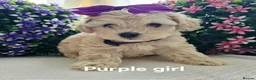Maltipoo dogs for sale: £1000. 3 GIRLS LEFT . READY NOW . - Advert 23