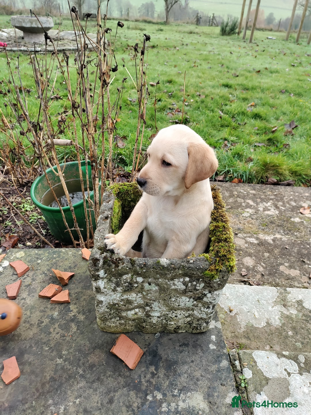 Labrador Retriever dogs for sale: Adorable Labrador Puppies  - Advert 5