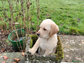 Labrador Retriever dogs Adorable Labrador Puppies - Advert 8