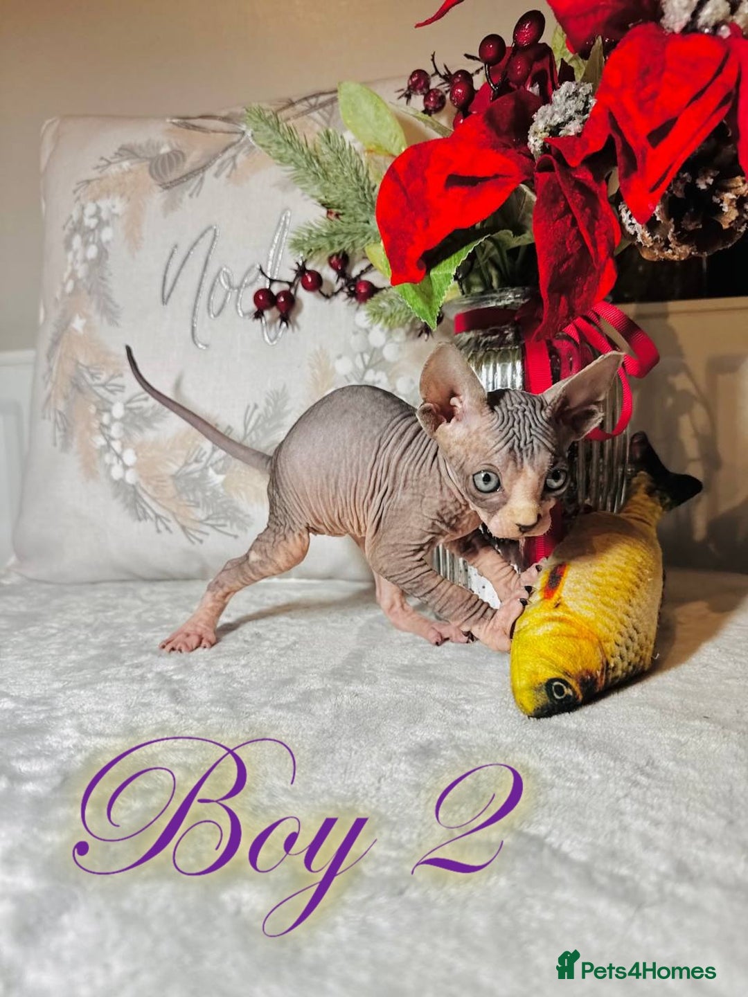 Sphynx cats for sale: Stunning Pedigree Sphynx Kittens - Advert 32