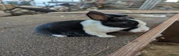 Dutch rabbits for sale: Two Dutch bunnies  in Chorley - Advert 1
