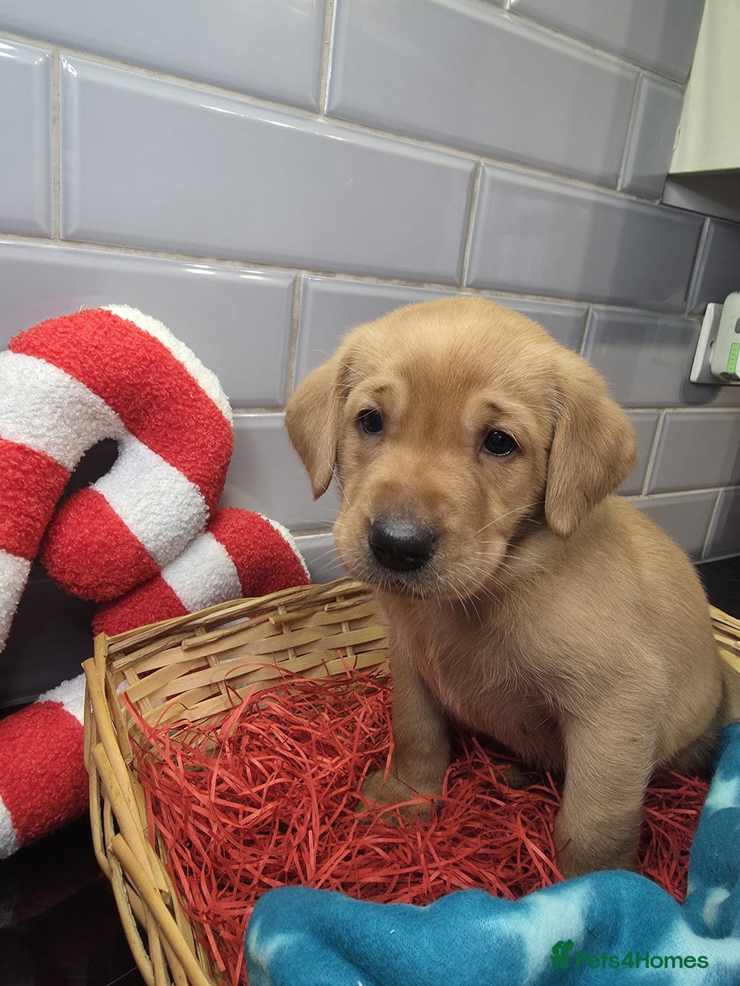 Labrador Retriever dogs for sale: STUNNING RED FOX LABS AVAILABLE 9TH JAN - Advert 7