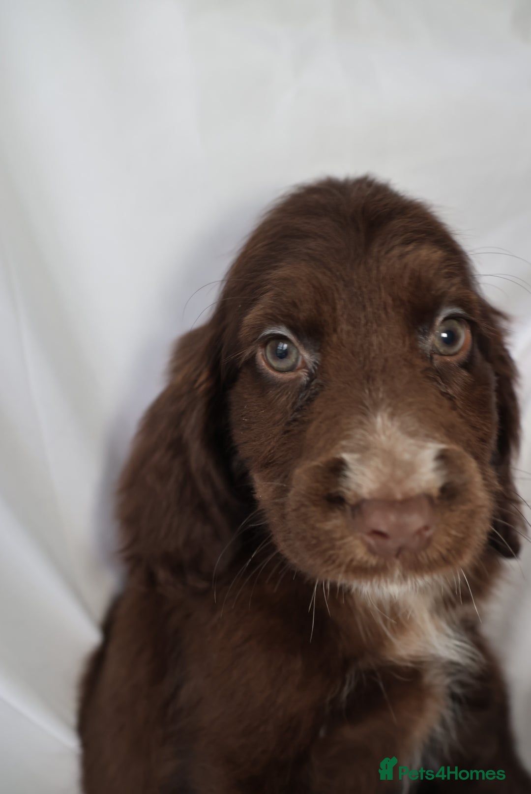 Cocker Spaniel dogs for sale: Championline Cocker Spaniel - Advert 21