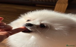 Pomeranian dogs for sale: Baby white Poms  - Image 4