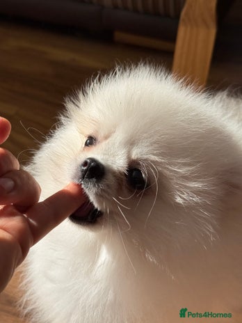Pomeranian dogs - Advert 3