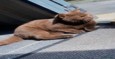 British Shorthair cats - Advert 9