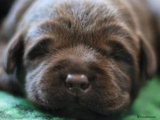 Labrador Retriever dogs - Advert 33