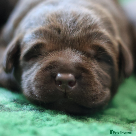 Labrador Retriever dogs - Advert 3