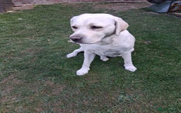 Labrador Retriever dogs for sale: Kc reg labrador retriever bitch - Image 2