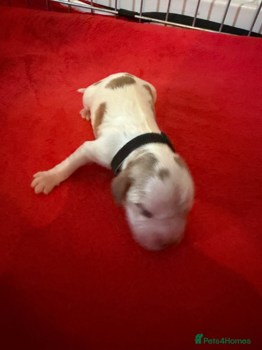 Cocker Spaniel dogs for sale: Showtype Cocker spaniel pups KC registered  - Advert 33