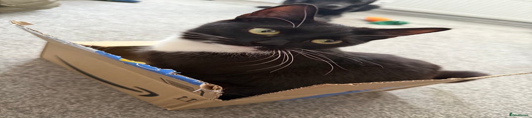 Sox