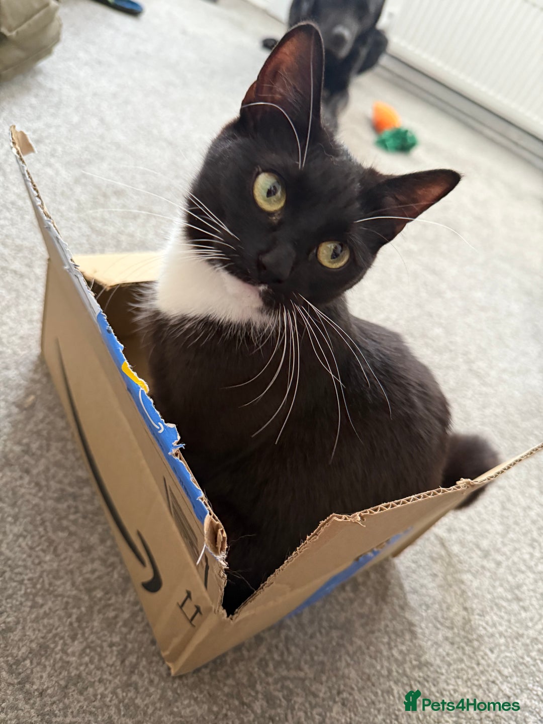 Domestic Shorthair cats for sale: Pretty little tuxedo and cutest little tabby - Image 1