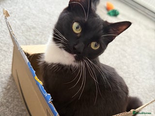 Domestic Shorthair cats - Advert 22