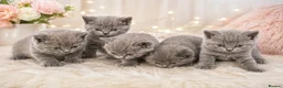 British Shorthair cats for sale: Beautiful British Shorthair Kittens Available - Advert 12