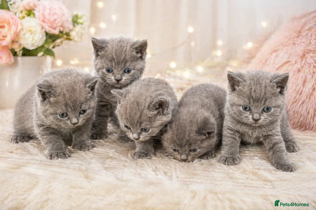 British Shorthair cats for sale: Beautiful British Shorthair Kittens Available - Advert 12
