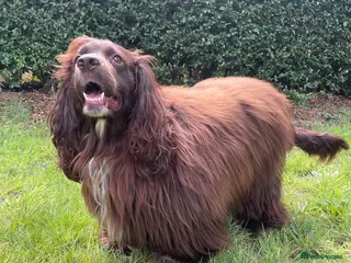 Sprocker dogs Dexter looking to stud - Advert 1